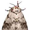 rosy moth
