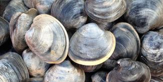 Shell fishing clams