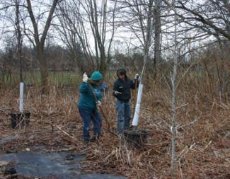 Restoring wetlands tree plant
