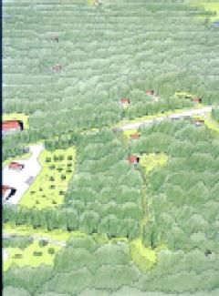 Aerial view drawing of trees