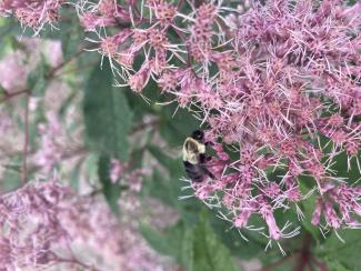 close up of a bumblebee on purple flowers
