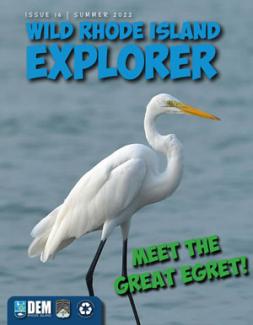 Wild Rhode Island Magazine Summer 2022 Cover - Meet the Great Egret!