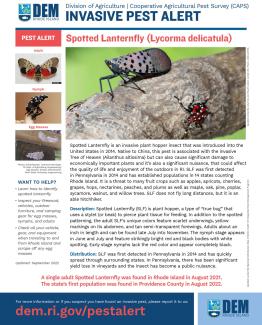 Invasive Spotted Lanternfly Factsheet
