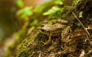 A close up of a frog sitting on a mossy log with a green backdrop of ferns