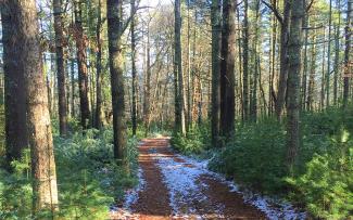 Snow lines a forested pathway at the Richmond Property in South Kingstown