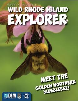 A golden northern bumblebee graces the cover of the fall 2022 issue of Wild Rhode Island Explorer!