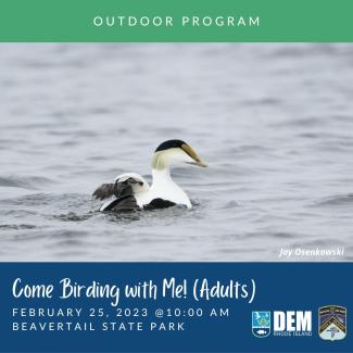 A common eider floats on the Narragansett Bay. (Photo credit: Jay Osenkowski)