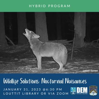 A coyote howls at night in the snowy woods. This photo was captured by a trail camera as part of a study on fisher conducted by URI PhD student Laken Ganoe, in collaboration with RIDEM Division of Fish and Wildlife. 