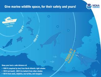 Infographic of distance boaters should keep from marine animals