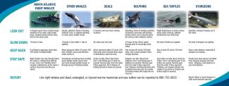 Examples of protected marine animals