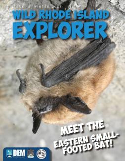 An eastern small-footed bat hangs upside in a cave, hibernating for the winter.