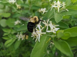 A common Eastern bumblebee pollinates some white flowers. Photo by Spencer Hardy.