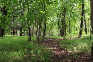 The forested D’Ambra property in North Kingstown