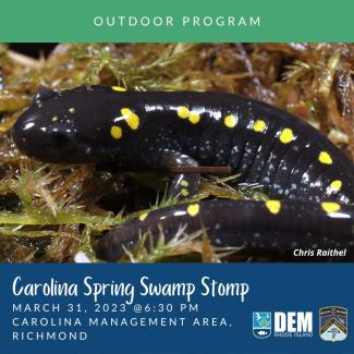 A spotted salamander alongside the date and time for the Carolina Spring Swamp Stomp outreach event. Photo by Chris Raithel.