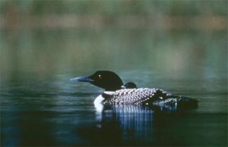 Restoration included conservation easements and land protection to protect loon on lakes. (Source: USFWS)