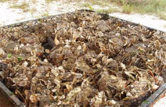 Oysters set on clam shell shards, and then were grown in trays for several months, before being released to South County coastal ponds.