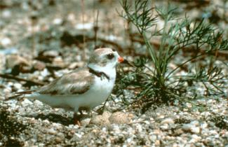Endangered Piping Plover (on nest), one of the species helped by restoration efforts. (Source: USFWS) 