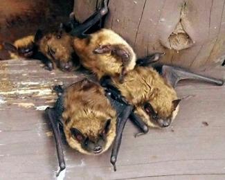 Brown bats
