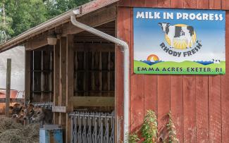 Dairy cows eating hay near a barn with a large sign that reads, "Milk in Progress. Rhody Fresh. Emma Acres, Exeter, RI"