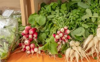 Radish, lettuce, and parsnips for sale at a vendor's booth at the Goddard Memorial Farmers Market