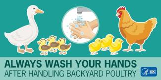 Always wash your hands after handling backyard poultry