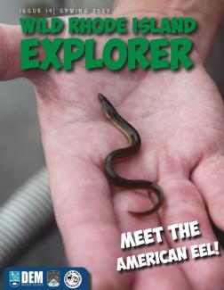 A biologist holds a small American eel in their hand on the cover of the Spring 2023 Wild Rhode Island Explorer.