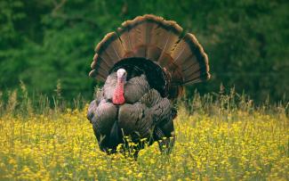 Stock image of a turkey with full tail feathers standing in a field of yellow flowers