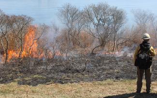A forester stands next to a brush fire on Dutch Island as part of a prescribed burn effort to create new growth habitat for wildlife