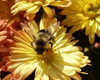 Close up of a wild bee on a yellow flower