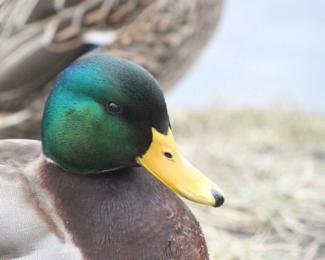 Close up of a wood duck