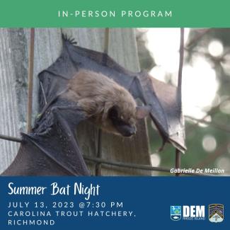 A big brown bat hangs upside down at dusk. 