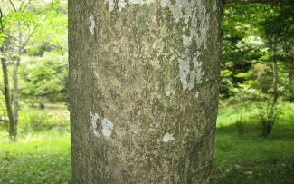 A tree with Beech Bark Disease appears to have white marks marring its brown bark