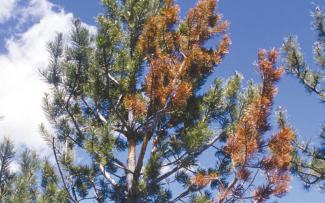 A white pine tree with orange colored pine needles from Eastern White Pine Disease