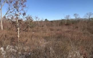 Shrubland at Great Swamp Management Area