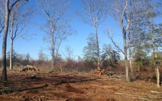 Great Swamp Management Area during forest thinning project