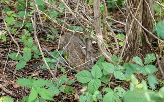 A New England Cottontail Rabbit in underbrush at Prudence Island