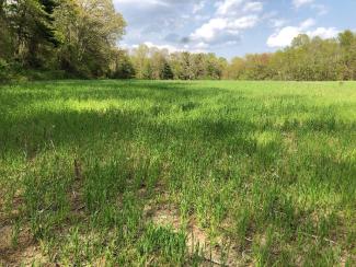 A cover crop grows on the land, which is now known as the Ernie and Norma O’Leary Conservation Area. Credit: Paul A. Roselli