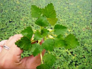 Meet the enemy: the water chestnut is a noxious invasive weed that can be effectively managed through volunteer collection.