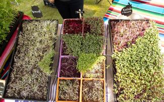 Lettuce and microgreen vegetables for sale at Goddard Memorial State Park