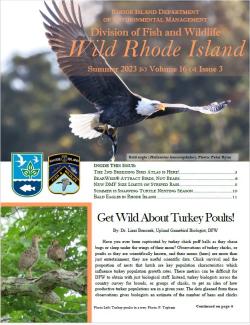 A bald eagle soars across the cover of the summer 2023 issue of Wild Rhode Island Journal. 