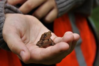 An American toad sits in a person's hand during a RIDEM Wildlife Outreach Program.