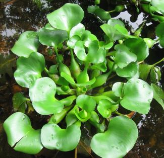 Water hyacinth