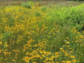 From burn to bloom: native pollinators and grassland habitat thrive at Pratt Farm following DEM’s prescribed burns at this location this spring.