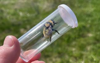 A bicolored striped sweat bee, one of Rhode Island’s native solitary bees, in a vial (released after the picture was taken)