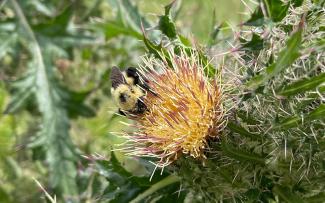 Bumblebee on a yellow flower