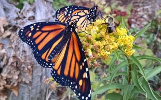 Monarch butterflies and a bumblebee foraging on goldenrod
