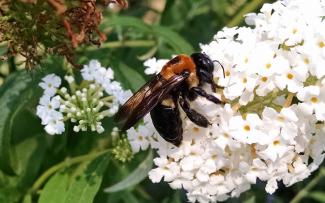 A carpenter bee on a white flower