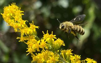 A solitary bee flies by a yellow flower