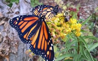 A monarch butterfly sits on a yellow flower