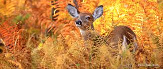 A white-tailed deer stands with its nose in the air smelling the autumnal air as it stands in fiery yellow and orange brush